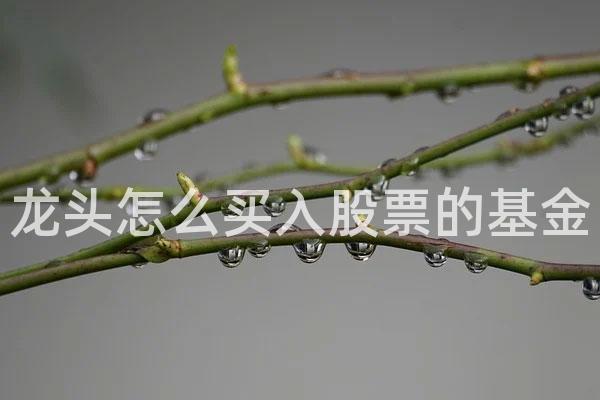 龙头怎么买入股票的基金