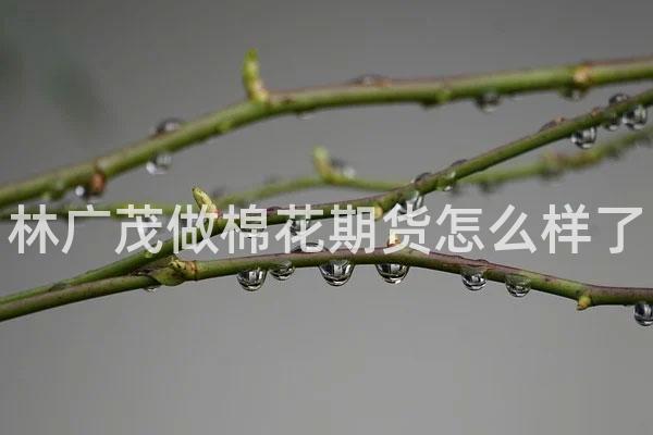 林广茂做棉花期货怎么样了