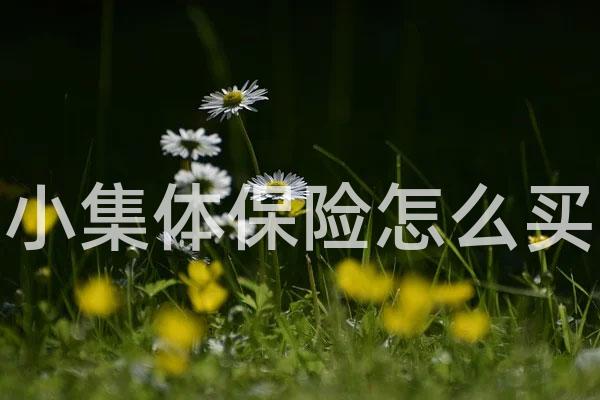 小集体保险怎么买