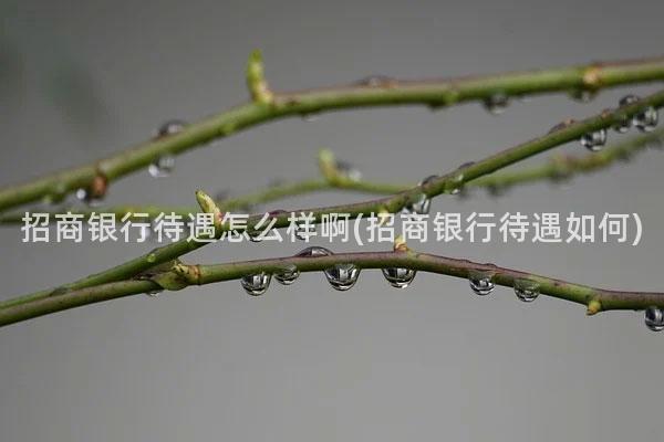 招商银行待遇怎么样啊(招商银行待遇如何)